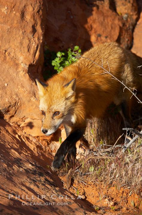 Red fox, Vulpes vulpes, #12071, Natural History Photography