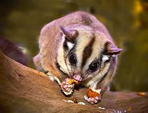 Australian Possum: Facts, Diet, Habitat & Species Guide