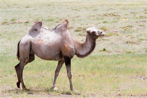 Image Of Camels In Kazakhstan Steppes Stock Photo - Download Image Now ...