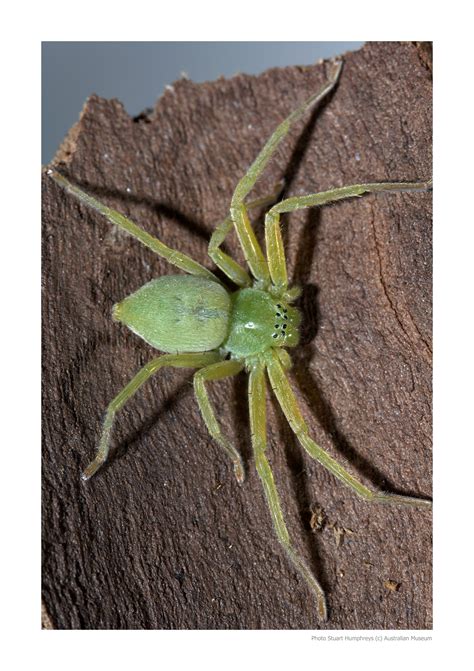 Huntsman Spiders - The Australian Museum