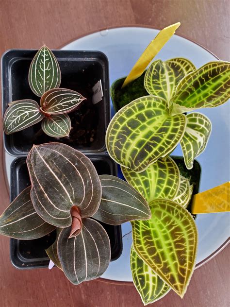 Got four new babes today! Top left: ludisia discolor Jewelyana. Bottom