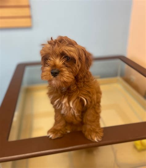 Chocolate Cavapoo Male - Pawsome Pups