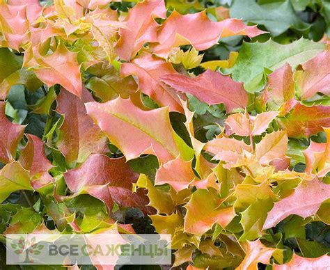 Цена на Магония падуболистная Оранж Флейм (Orange Flame) - купить саженцы