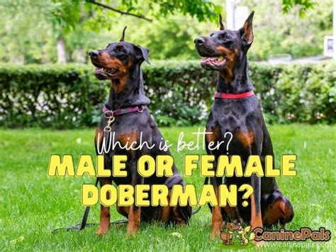doberman pinscher male  female    canine pals