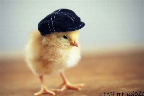 hd animal wallpapers wild animals high resolution  hd