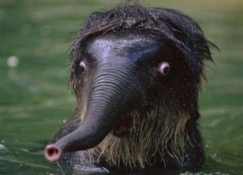 Wild Animals Can Be Really Funny Sometimes Too (45 pics) - Izismile.com
