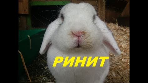 Ринит у кроликов. Лечение насморка у кролика. - YouTube