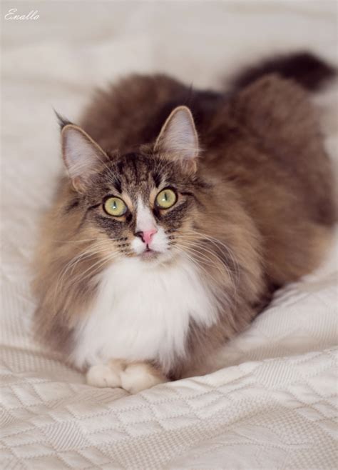 Soft Kitty by Enalla on DeviantArt