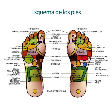 Curso Reflexologia Podal Gratis 8