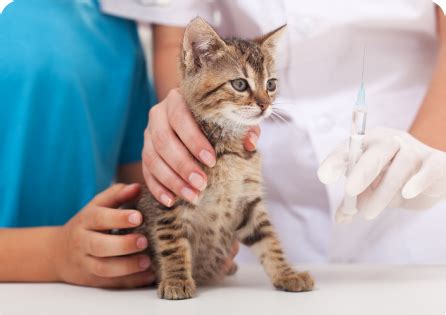 How to Settle a New kitten into a New Home | Petbarn