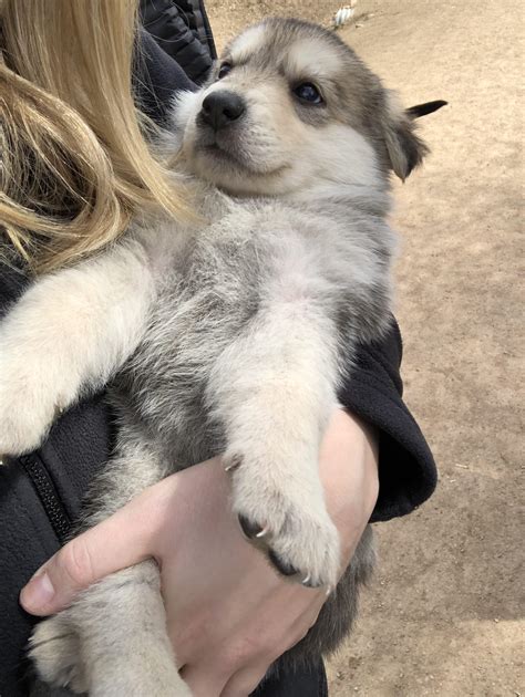 Wolf Shepherd Profile For Little Wolf Shepherds