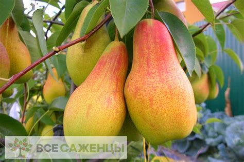 Цена на Груша домашняя Талгарская красавица - купить саженцы