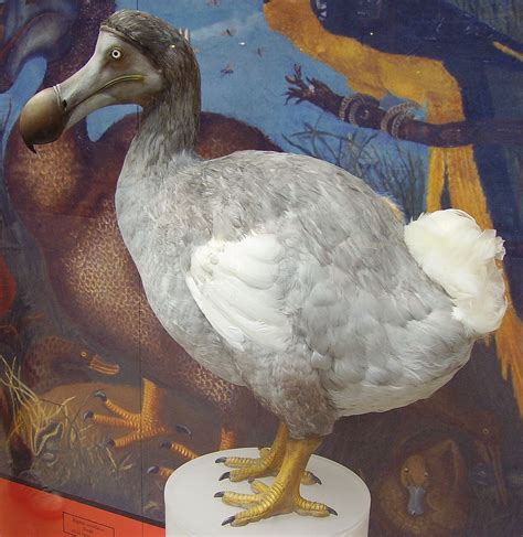 Dodo (ibon) - Wikipedia, ang malayang ensiklopedya