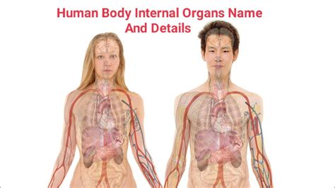 Human Body Internal Organs Name And Details | Human Anatomy Animation ...