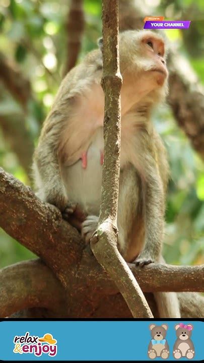 Very silent monkey, Sitting and waiting for date giving a new born # ...