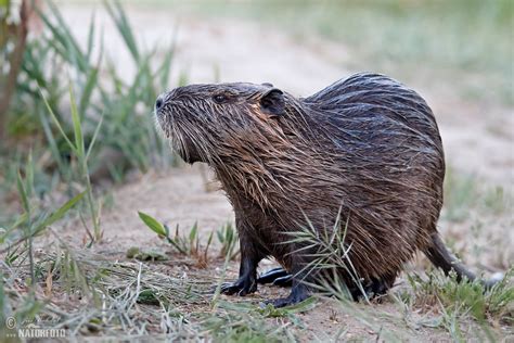 Nutrie | Naturfoto.cz