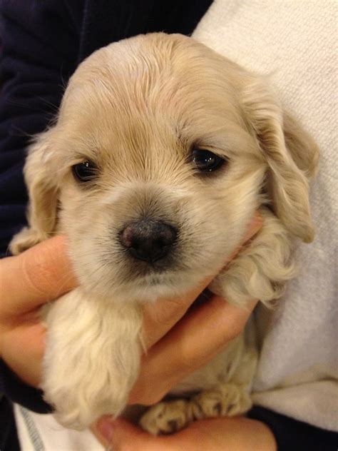√√ Baby Golden Retriever Idaho USA - Buy Puppy In Your Area