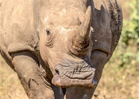 Which Rhino is More Endangered? Black vs. White Rhinoceros Threats Explained - Hunter Games Magazine