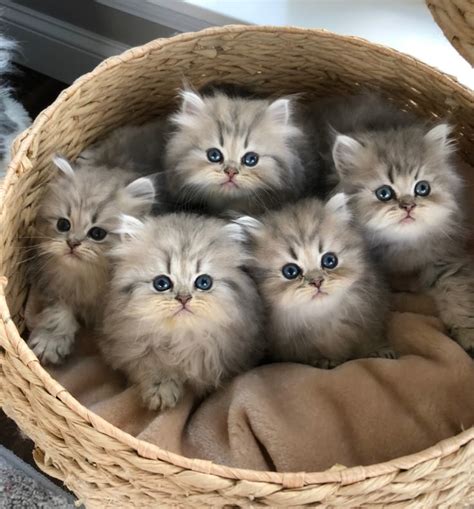 fluffy persian kittens perzische katten katten en kittens huisdier