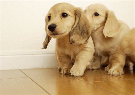 Wallpapers Of Puppies - Wallpaper Cave
