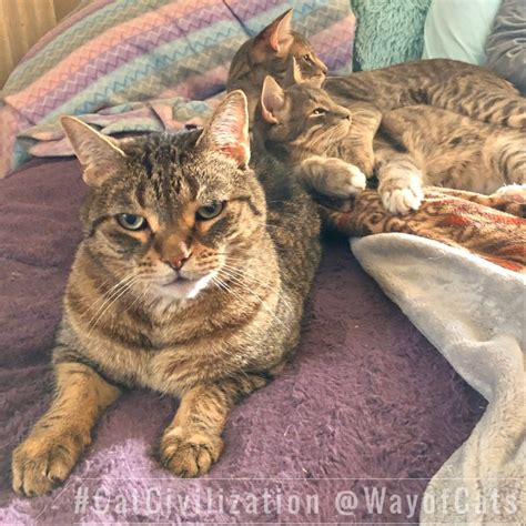 Multiple cats in space and time. How many? - Way of Cats