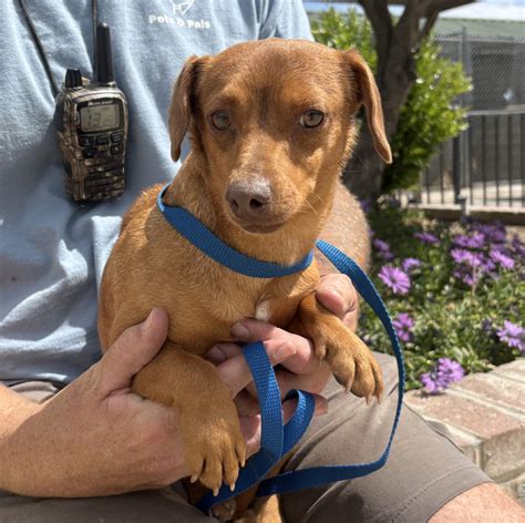 Happy Tails Dogs – Pets and Pals Animal Shelter
