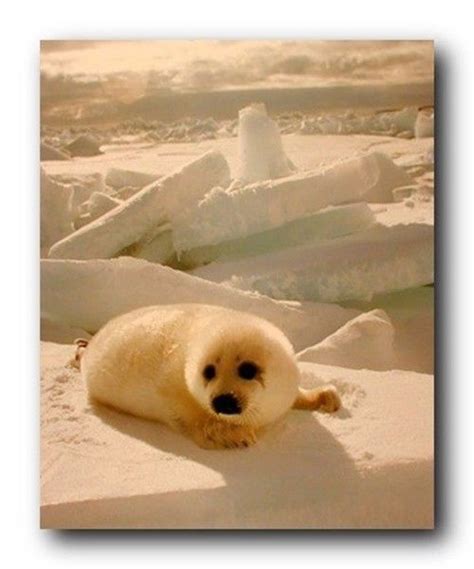 Cute Baby Harp Seal Pup in Snow Animal Nature Art Print Poster (8x10)