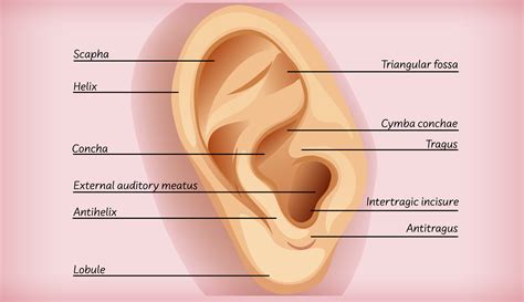 External Ear Diagram Labeled