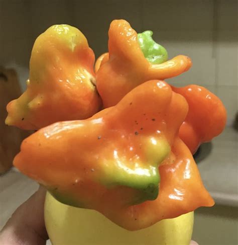 Pin by Борис Галустьян on Моі квіти | Stuffed peppers, Vegetables, Food