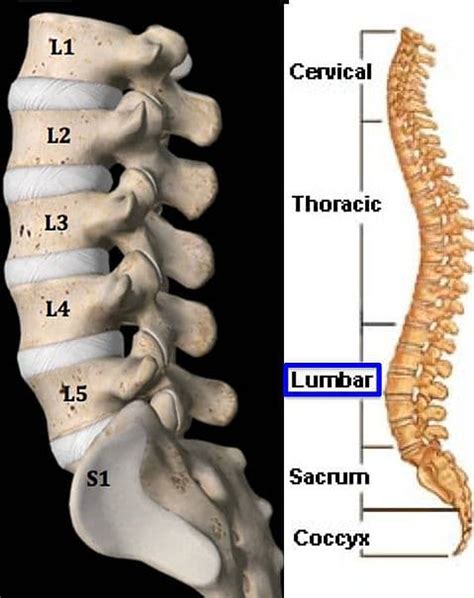 Understanding Spine Anatomy - Rojeh Melikian, M.D.