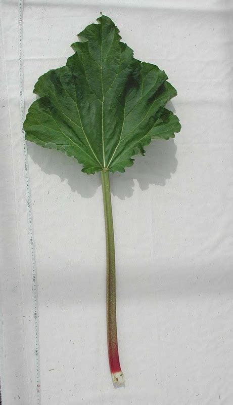 Raparperi