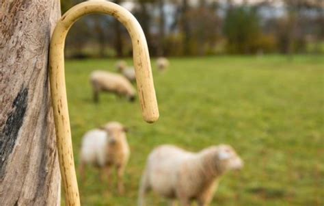 Shepherds Rod And Staff