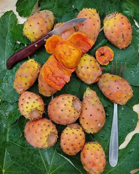 Indian Fig: Exotic Fruit Care Guide