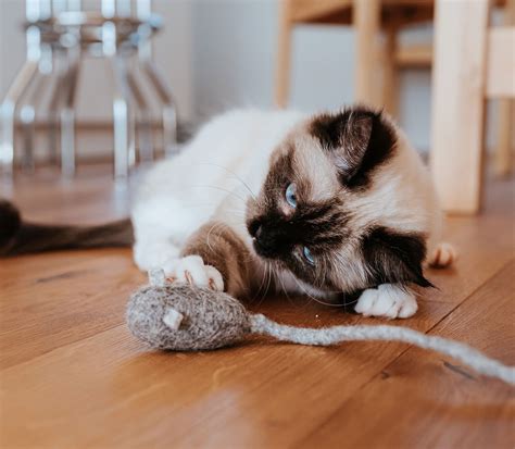 exercising  cat stylecats magazine