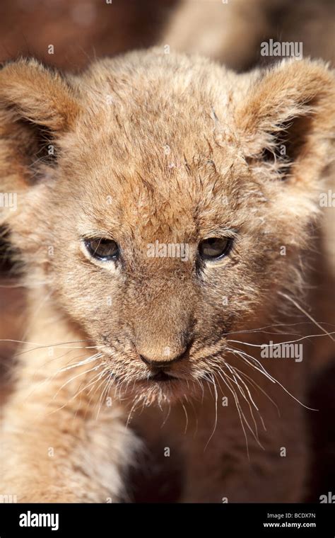 Small lion cub Stock Photo - Alamy