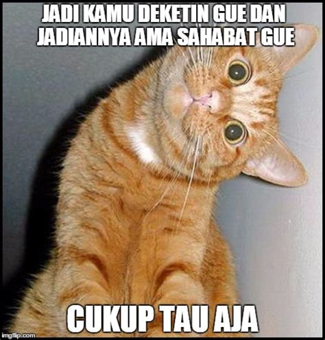 13 Meme 'Kucing' Ini Lucu Banget Bikin Gemes Campur Ngakak