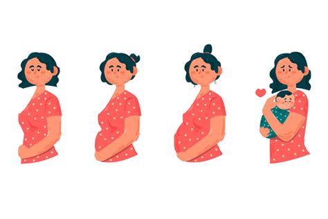 Pregnancy Stages Illustration Graphic by april_arts · Creative Fabrica