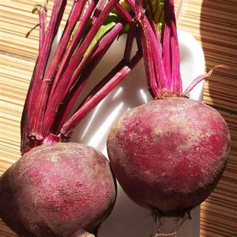 jual buah bit super  kg halal  seller familys fresh jalan tapian