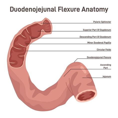 Difference Between Duodenum And Jejunum Definition,, 47% OFF