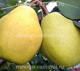 Саженцы Груша Велеса купить по цене 600 руб. в Москве с доставкой из ...
