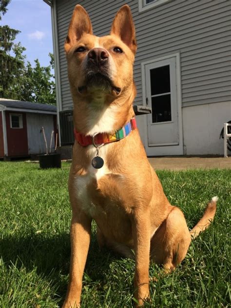dingo the dog | Tumblr