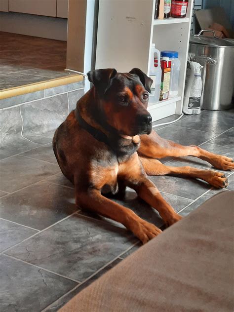 Introducing Maple, Rottweiler cross Staffy : r/Rottweiler