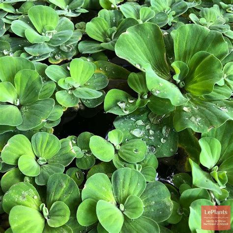 Пистия слоистая (Pistia stratiotes) — описание, выращивание, фото | на ...
