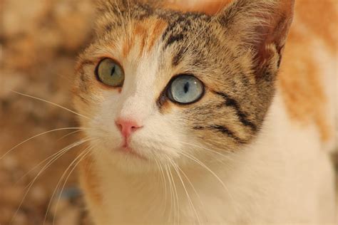 A Cat With Heterochromia · Free Stock Photo