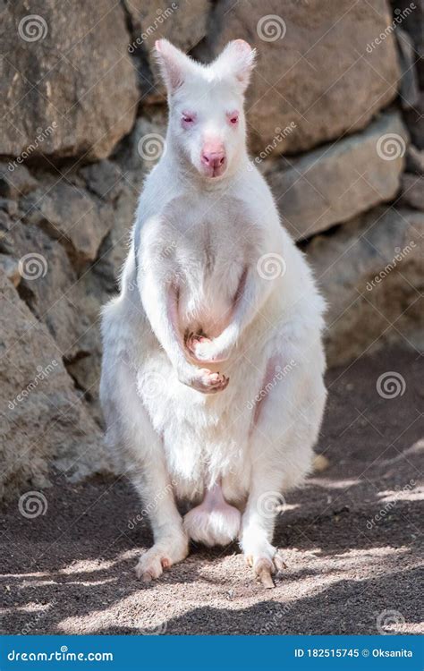 Albino Kangaroo