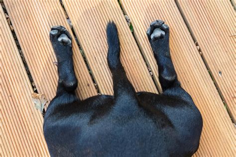 19 Fotos von Schwänzen, die du definitiv deinen Freunden zeigen solltest