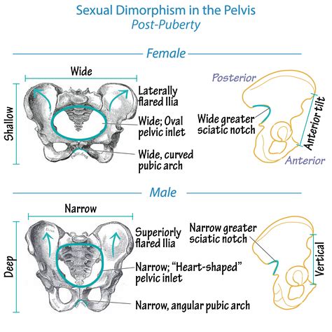 Gross Anatomy Glossary: Pelvis - Sexual Dimorphism | ditki medical