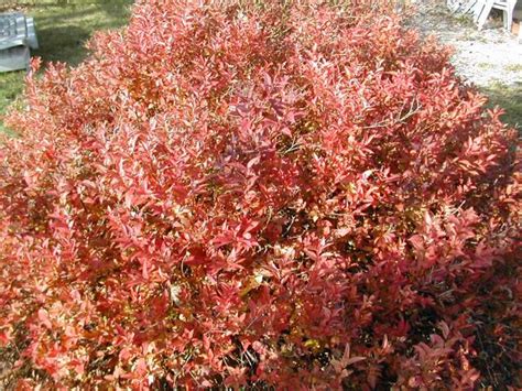 Спірея японська Goldflame 2 річна, Спирея японская Голдфлейм, Spiraea ...