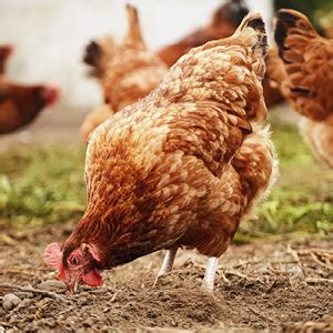 Verm-X 100% Natural Liquid for Poultry. Supports Intestinal Hygiene ...