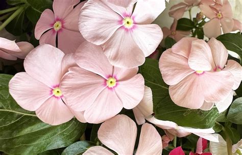 Premium Photo | Photo rose periwinkle flower